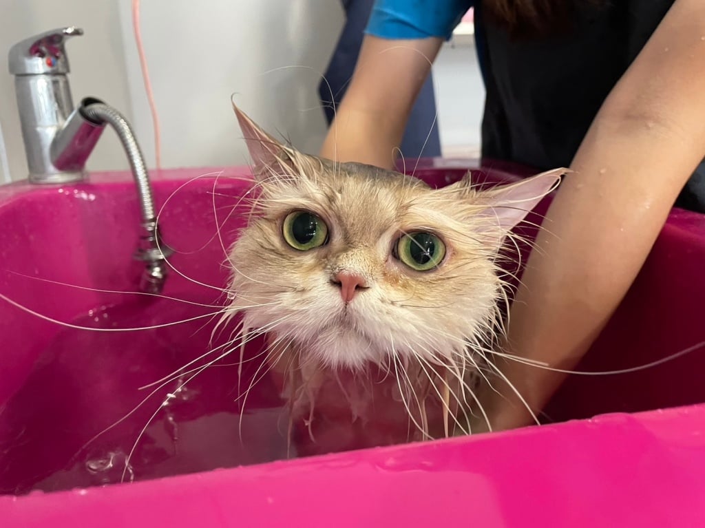 台中猫の美容おすすめ-瑋特猫生活館4
