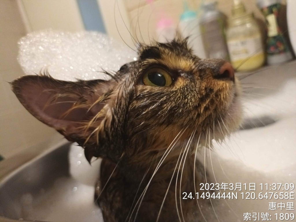 台中猫の美容おすすめ-猫生活 洗練された猫ホテル