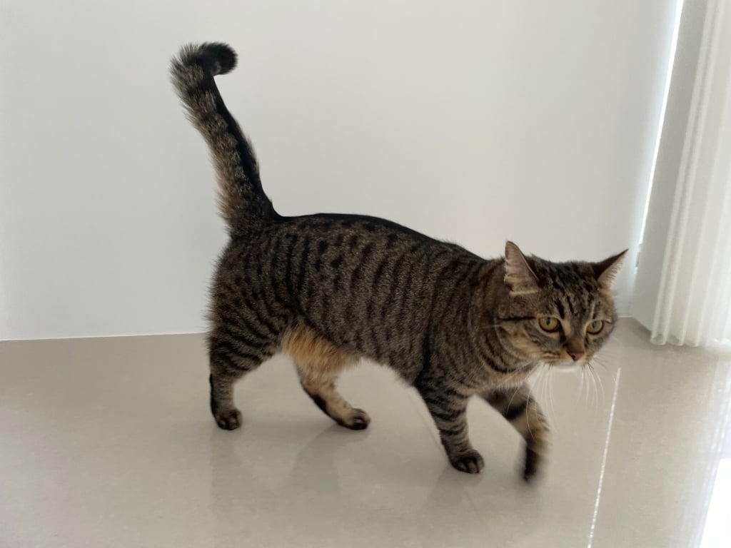 台中猫の美容おすすめ-猫生活 洗練された猫ホテル2