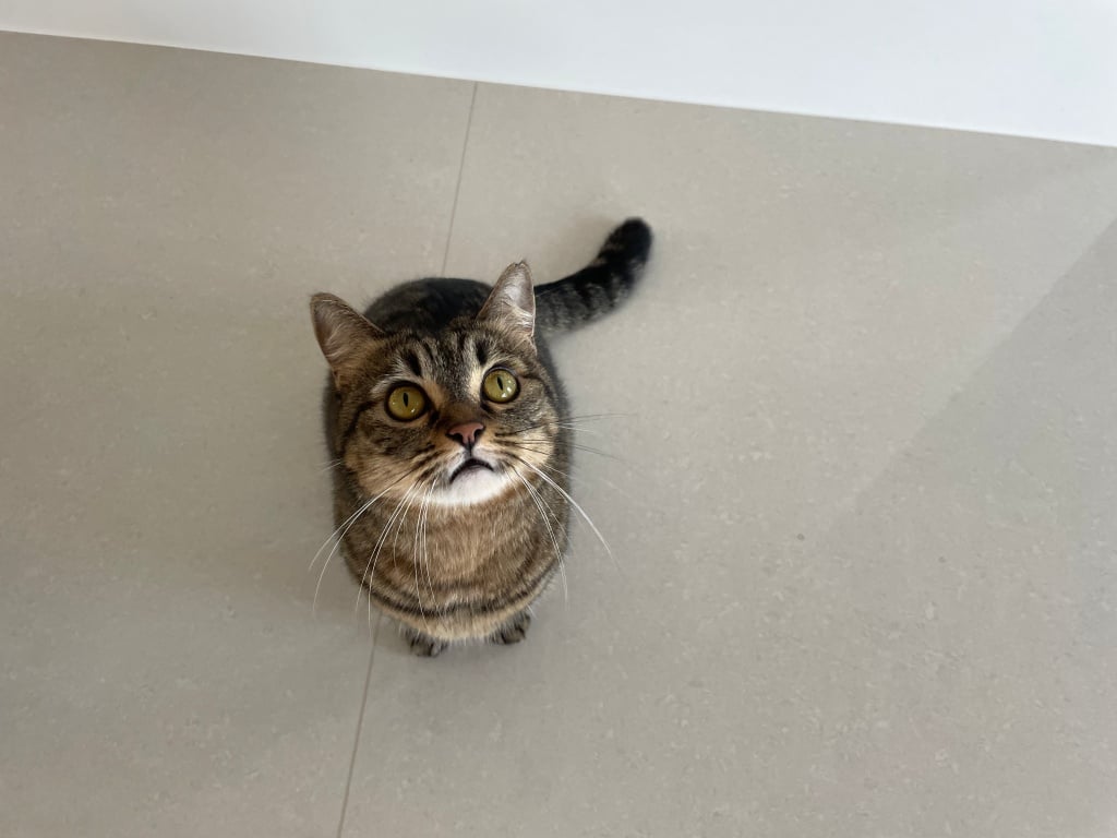 台中猫美容おすすめ-猫生活 洗練された猫ホテル4