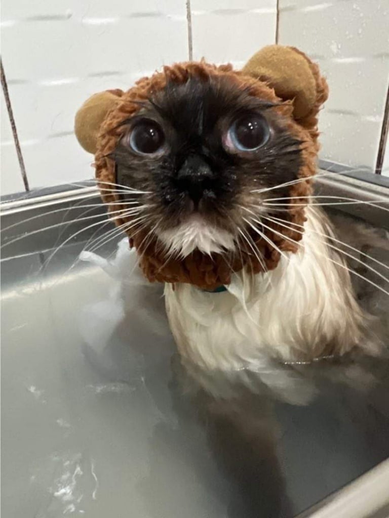 台中猫のグルーミングおすすめ-キャットジャンプ猫グルーミングスタジオ