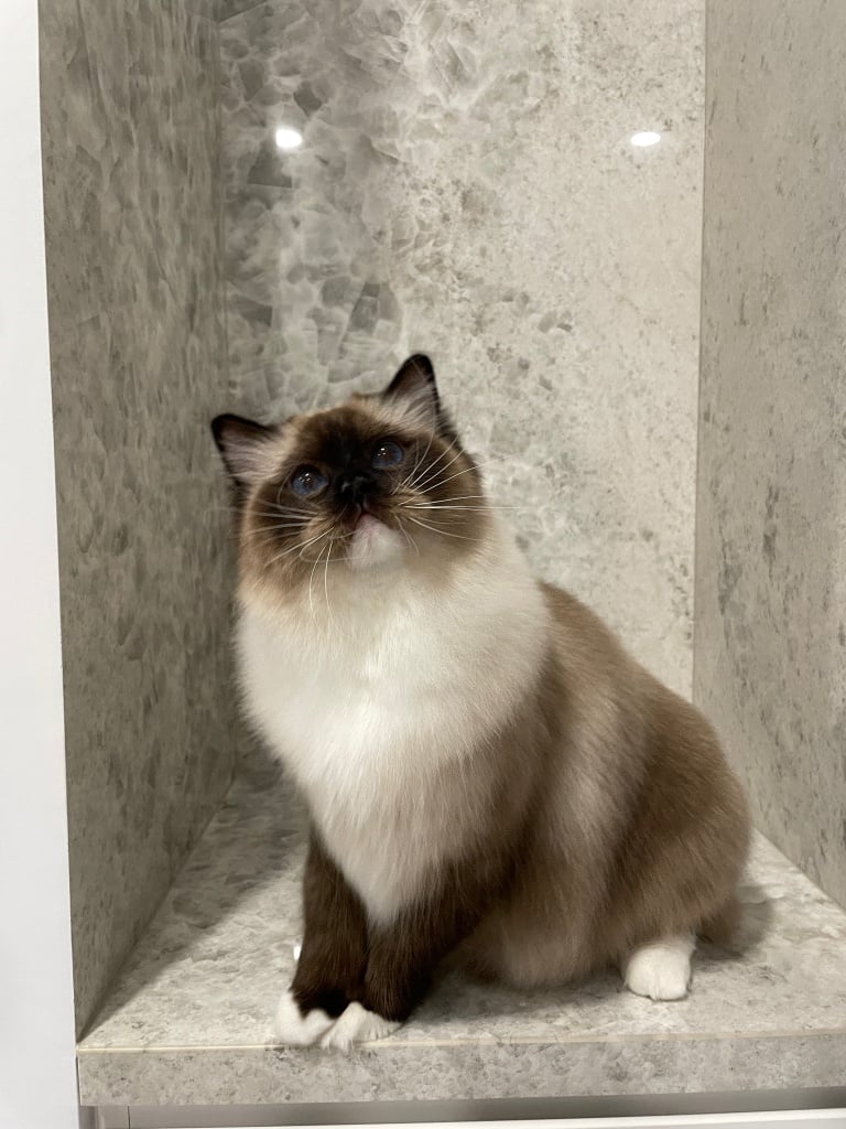 台中猫のグルーミングおすすめ-キャットジャンプ猫グルーミングスタジオ1