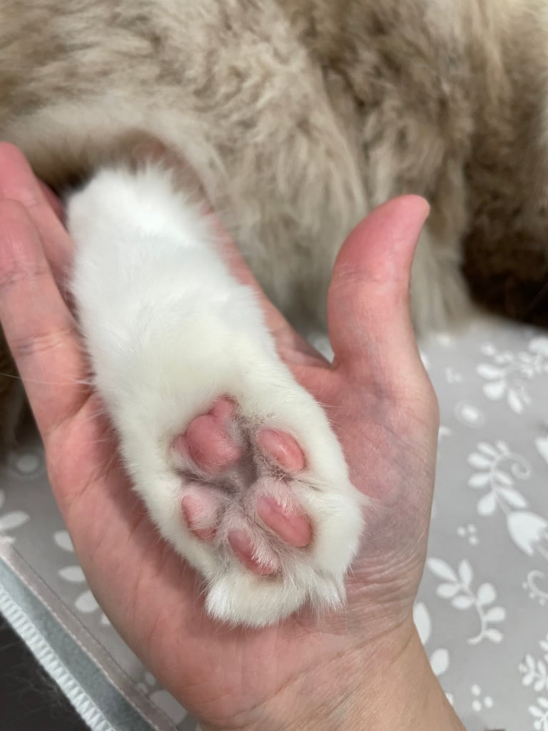 台中猫の美容おすすめ-キャットジャンプ猫美容スタジオ2