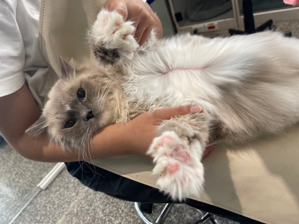 Wen 溫斯頓寵物生活館 照片