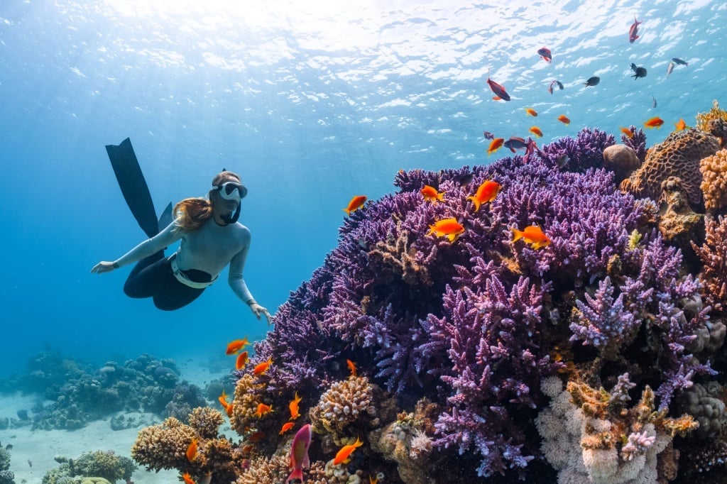 [Taiwan Diving Site Guide] Submarine Mailbox, Lavender Forest, Taiwan's Top 10 Popular Diving Spots Recommended