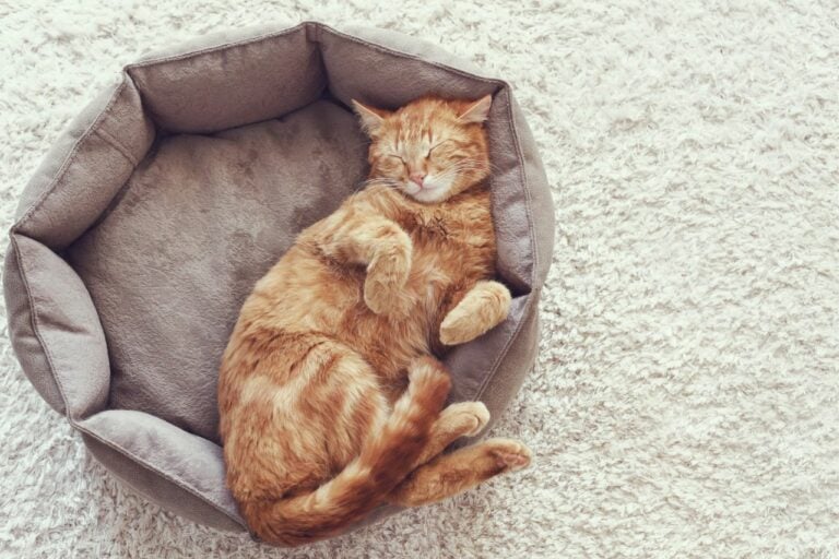 Recommended Cat Boarding in Taipei|Trust Your Cat to Professional Cat Sitters: A Review of 6 Cat Hotels in Taipei Taipei Cat Accommodation