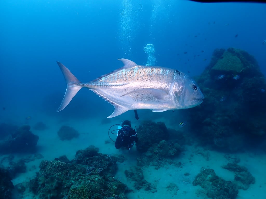 【心海潛水評價】最有人情味的後壁湖潛水店，熱情一家人帶你探索墾丁海洋 54