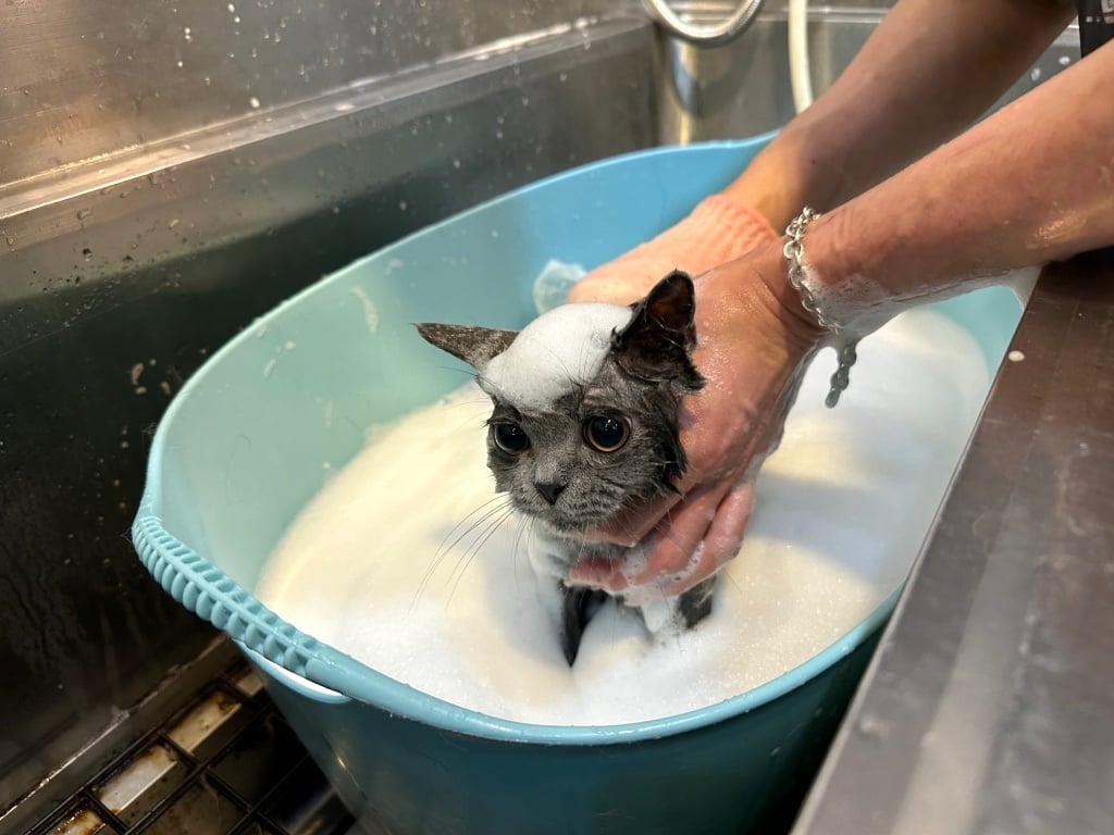 타이베이 고양이 미용 추천 - 애니 야옹