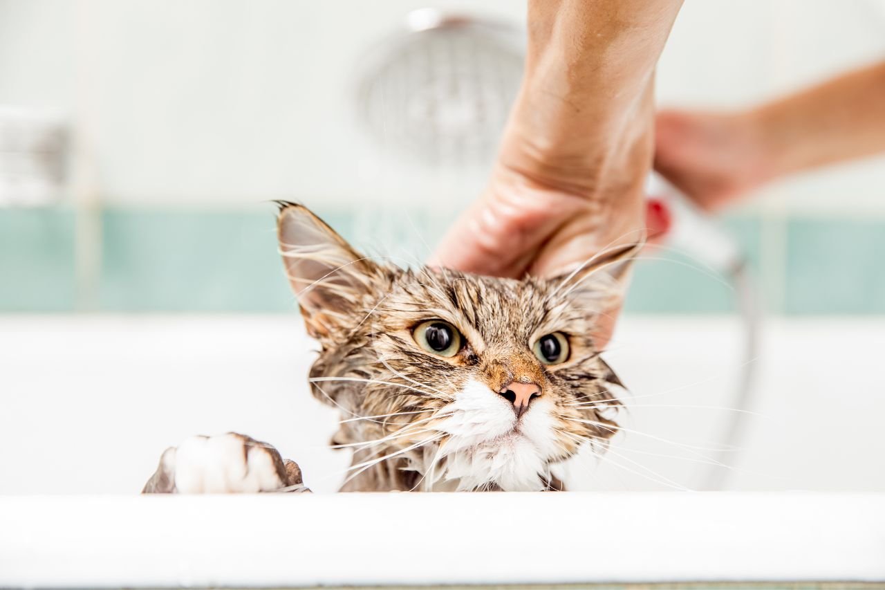 【台北貓咪美容推薦】純貓服務好安心！6家台北貓咪洗澡沙龍評比