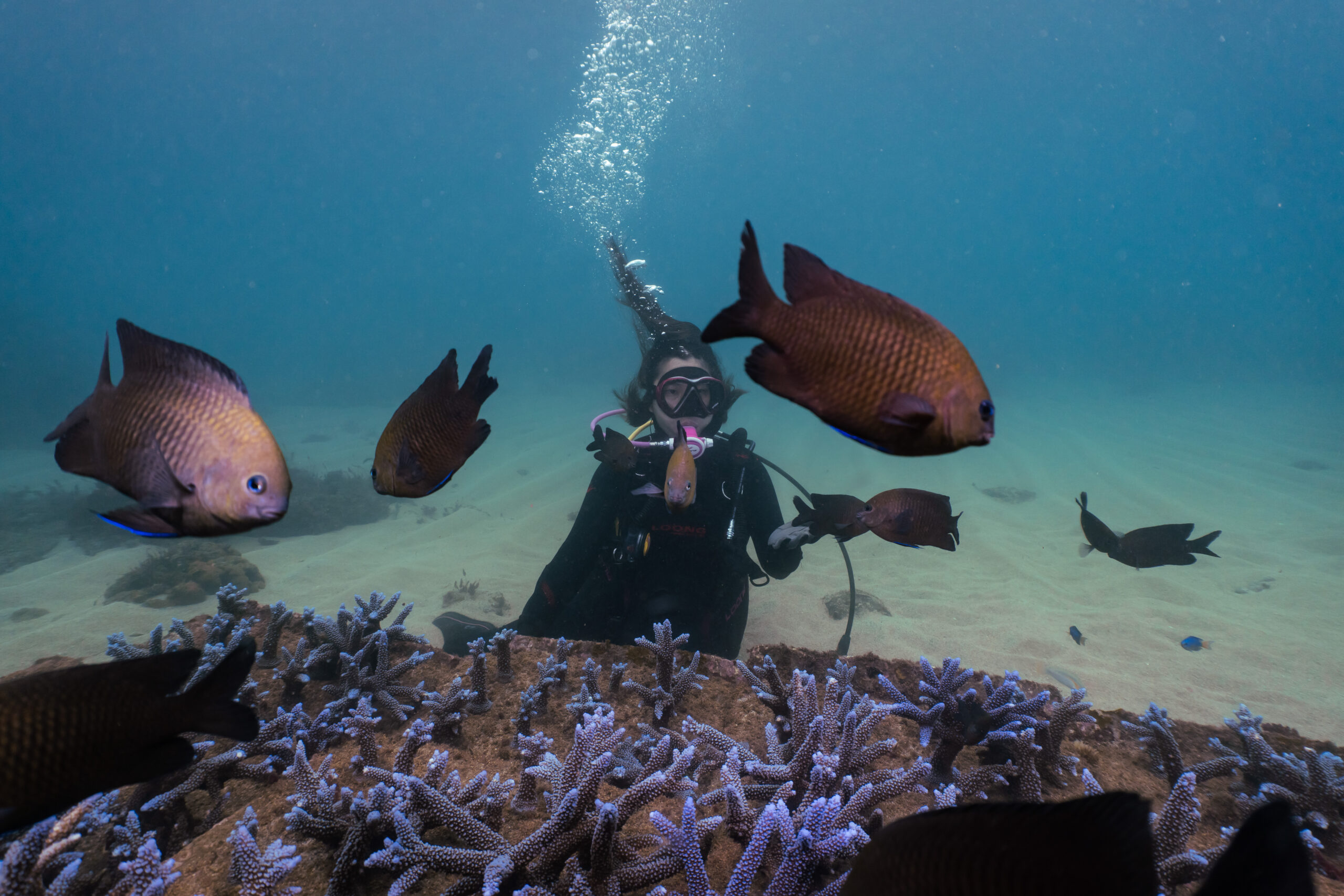 Penghu Diving Recommendation-Inari Diving Center-5-scaled