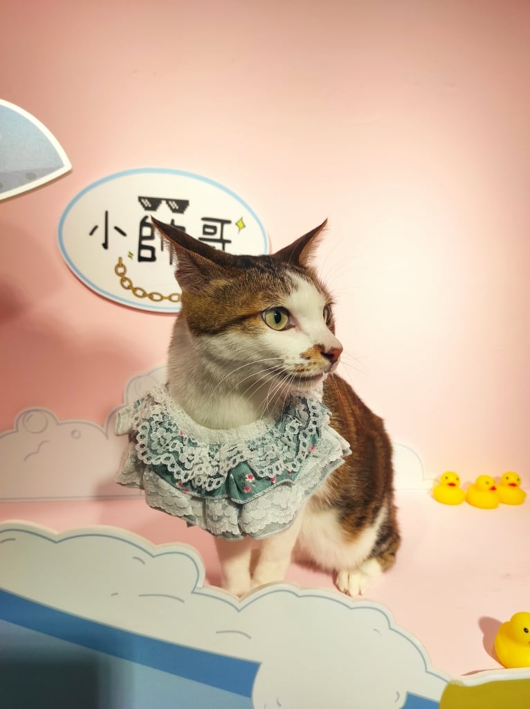 고양이 그루밍 권장 사항 4