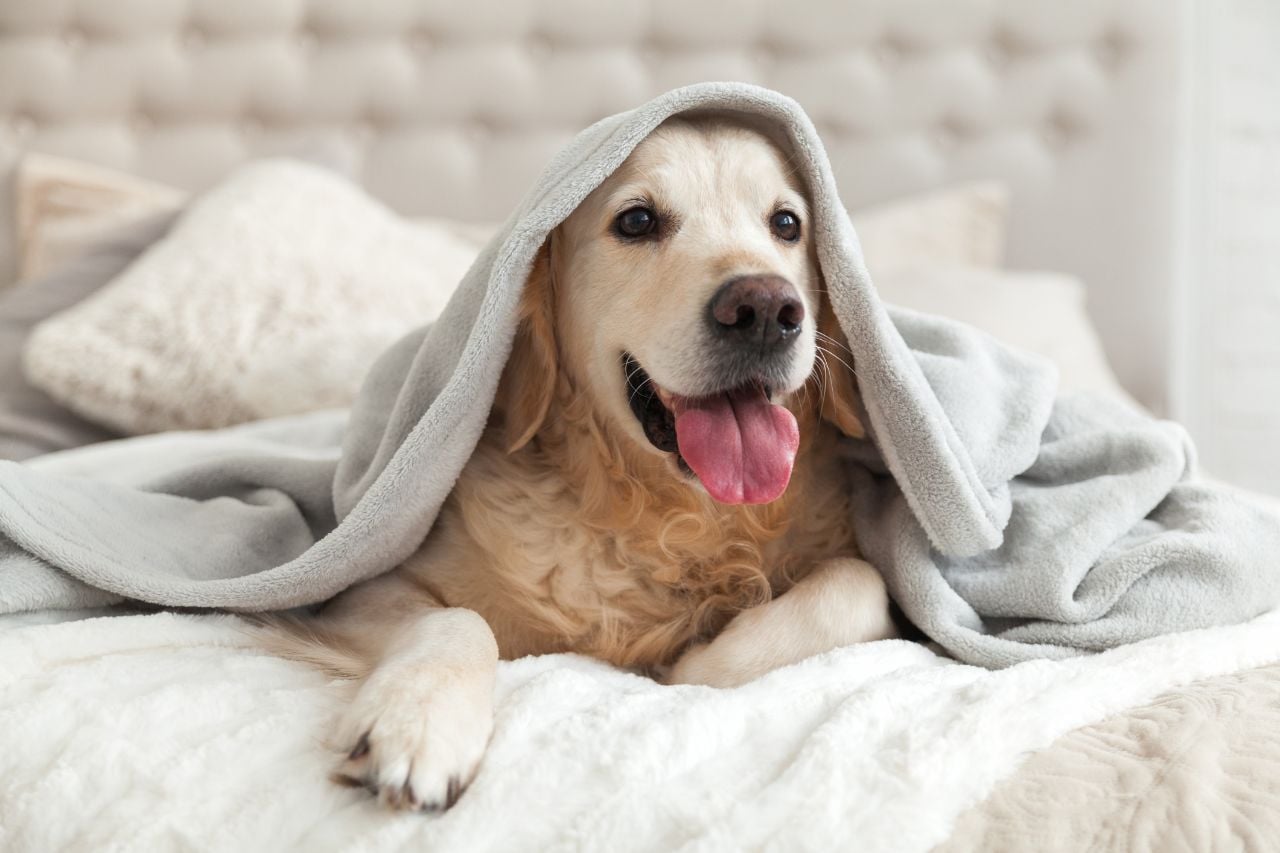 Taichung Pet Boarding Recommendations｜Cage-Free Dog Boarding: 4 Taichung Venues Reviewed