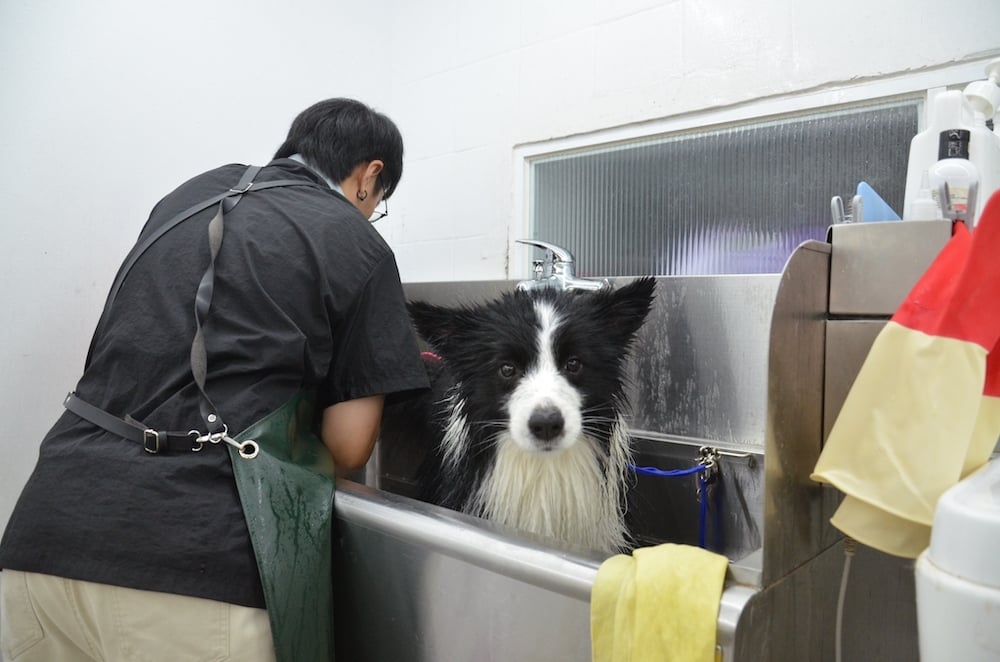 [Wangyou Pet Review] Highly sensitive furry kids can also take a bath with peace of mind. Furry kids’ first choice for pet grooming in Nantun 26