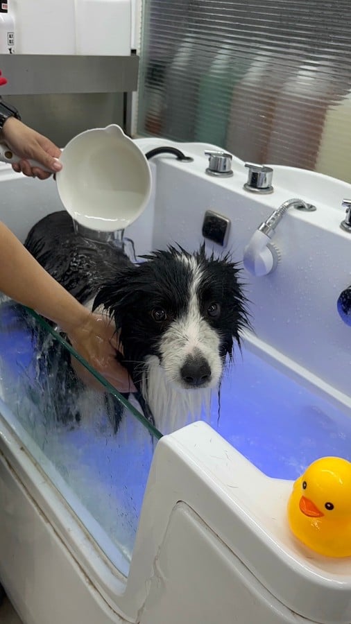[Wangyou Pet Review] Highly sensitive furry kids can also take a bath with peace of mind. Furry kids’ first choice for pet grooming in Nantun 28