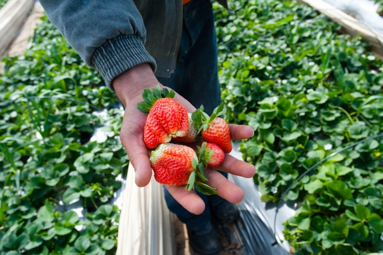 Strawberry picking in Tainan