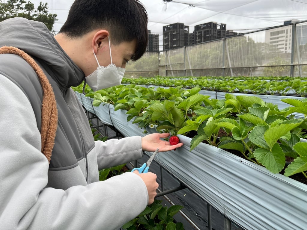 新竹採草莓推薦 親親果農場3