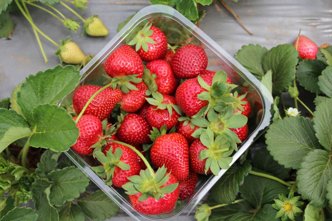 Hsinchu Strawberry Picking Recommendations