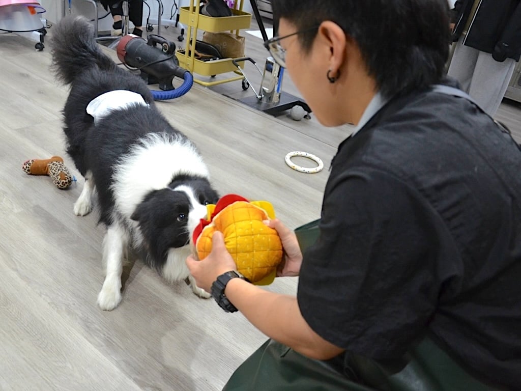 シャワー前にペットとの信頼関係を築く