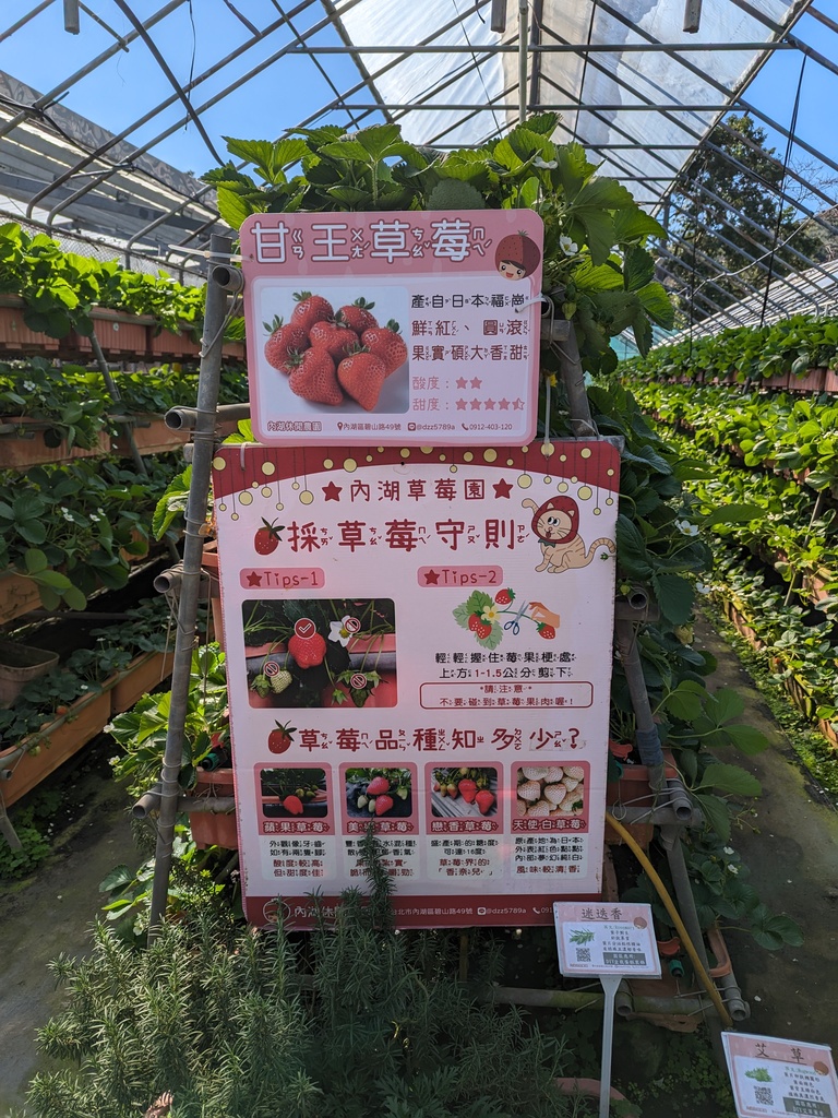 台北採草莓-內湖草莓園-05