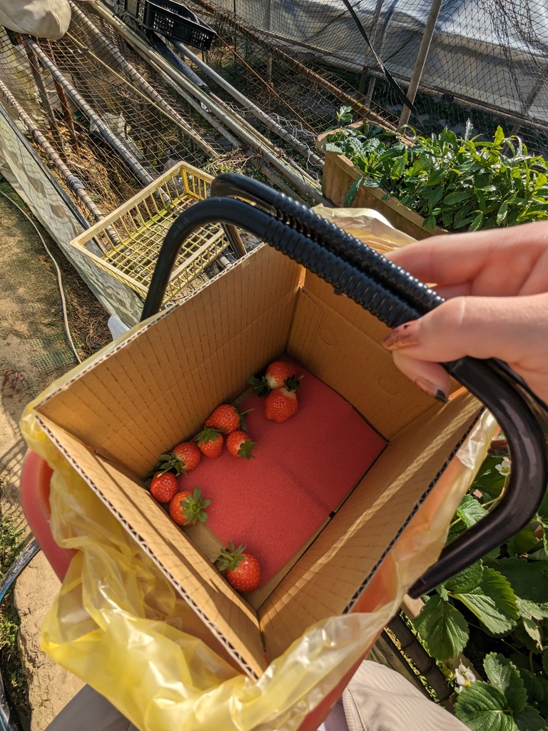 台北採草莓-內湖草莓園-06