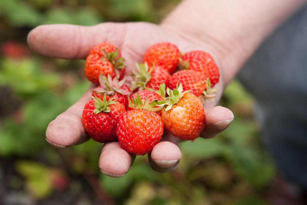 Strawberry picking recommendations in Taipei