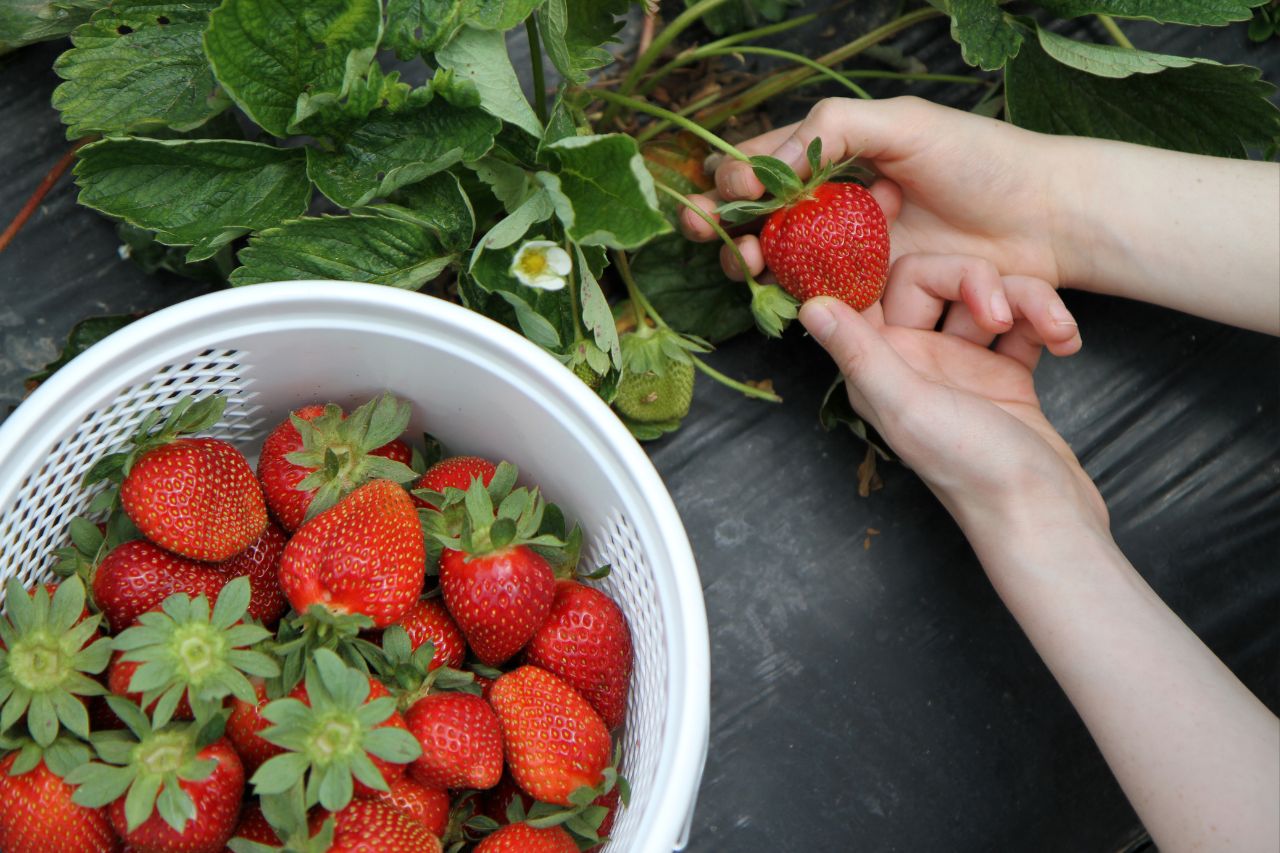 Taoyuan Strawberry Picking Recommendations