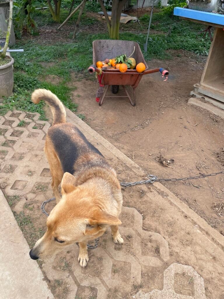 苗栗採橘子 秀妹果園 02