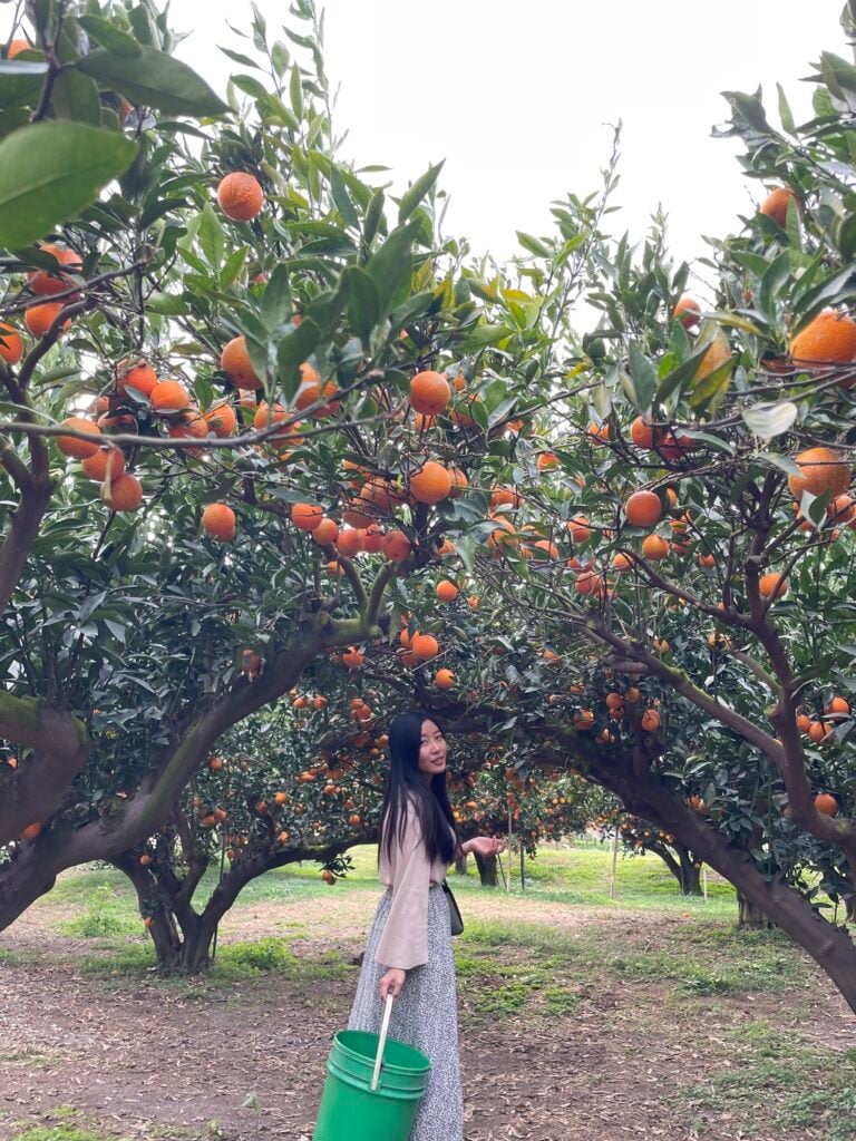 苗栗採橘子 秀妹果園 03