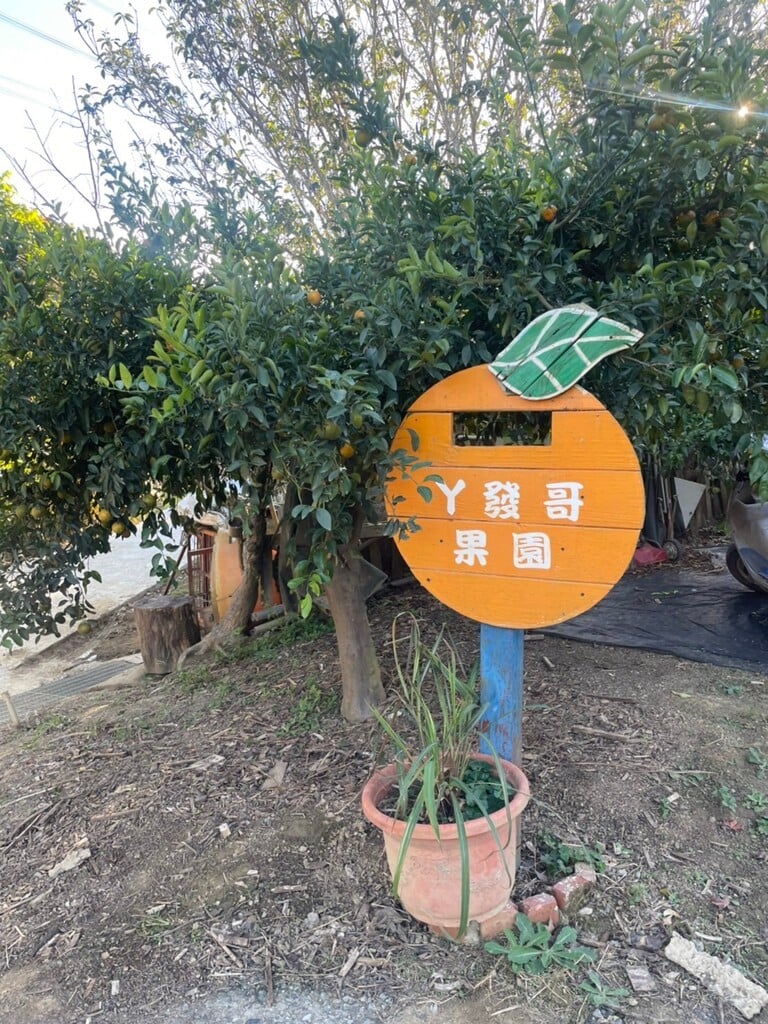 苗栗採橘子 阿發哥果園 01