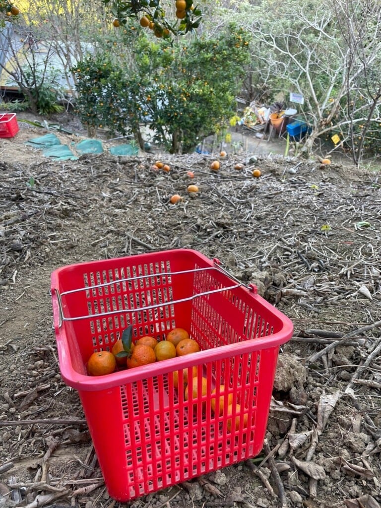 苗栗採橘子 阿發哥果園 04