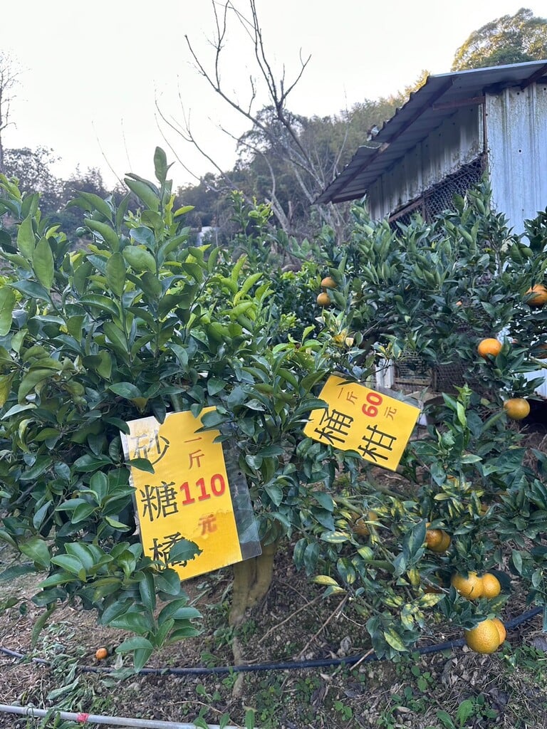 苗栗採橘子 阿發哥果園 05