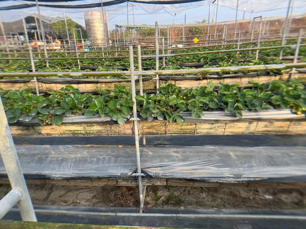 高雄採草莓 富森草莓園 02