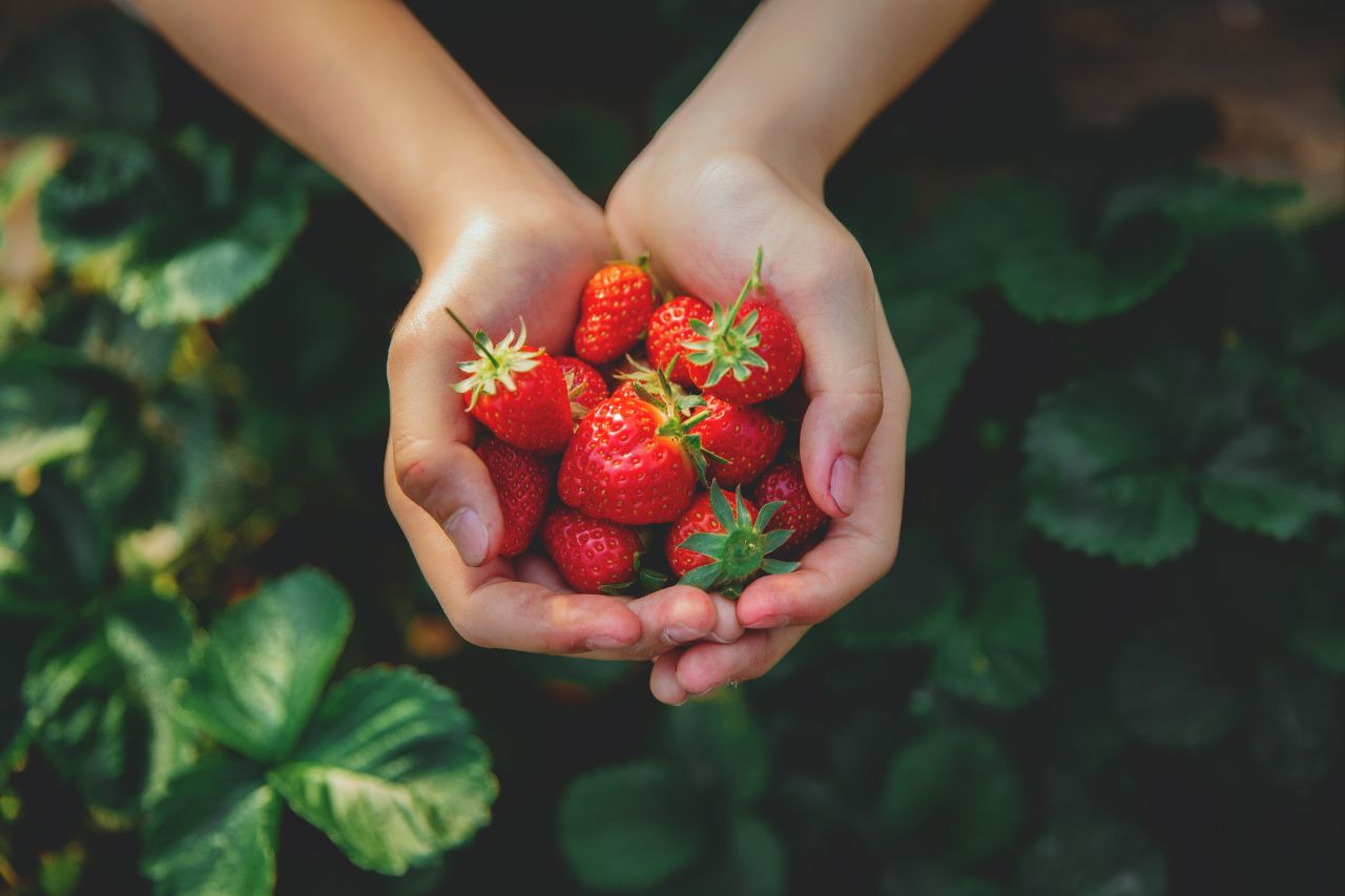 Recommended strawberry picking in Miaoli