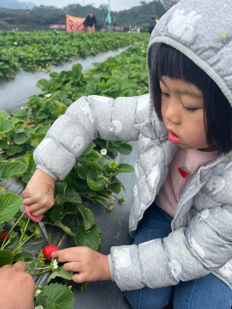 苗栗採草莓 來來牛奶草莓園 02