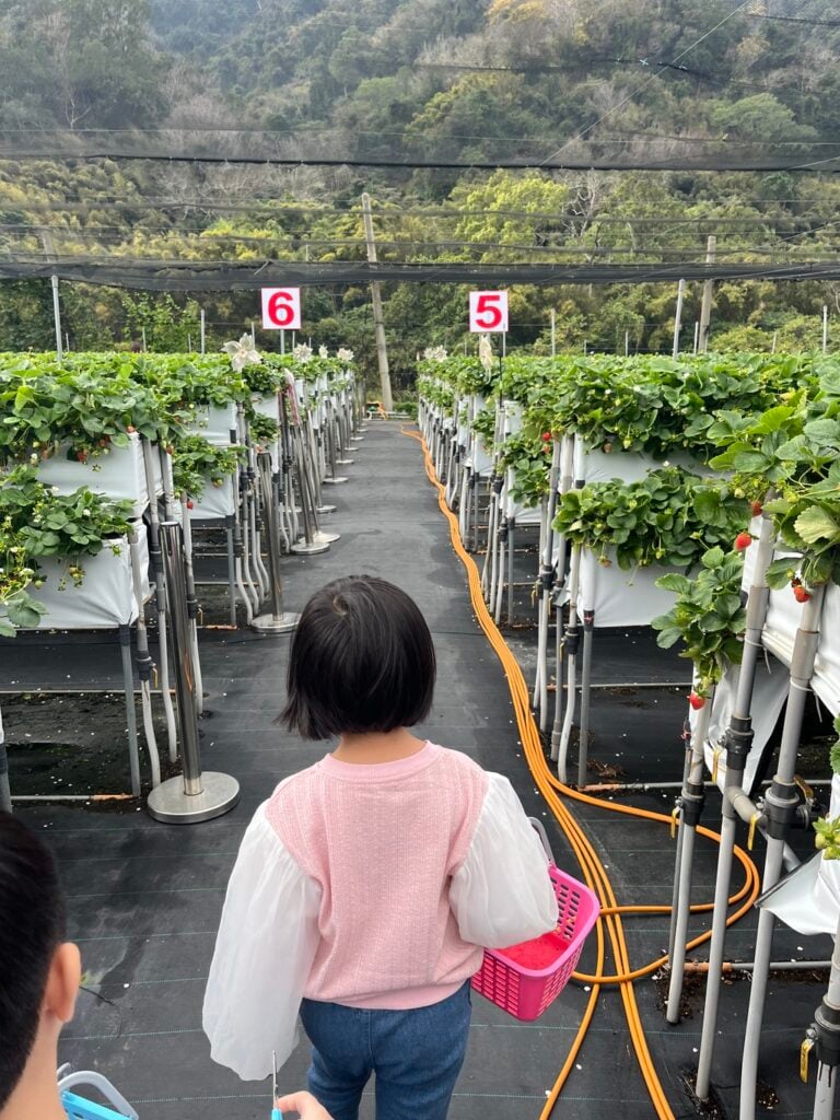 苗栗採草莓 六合高架牛奶草莓農場 02