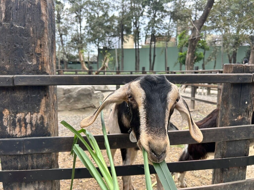 高雄親子農場-華一休閒農場-05