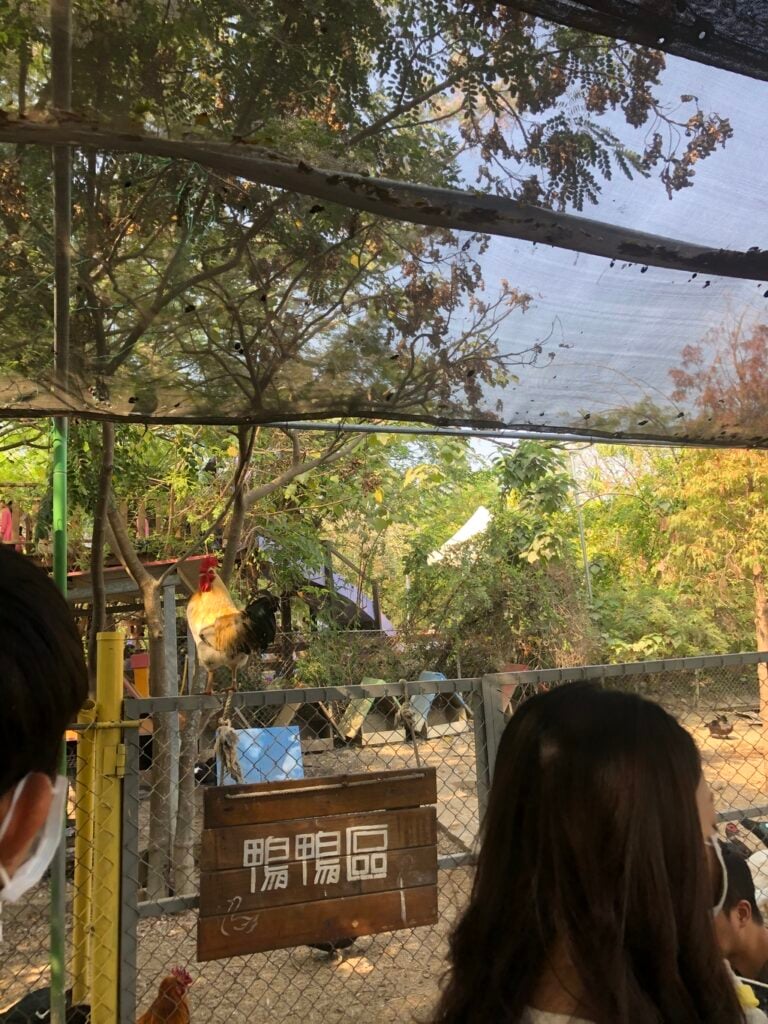 台南親子農場 樹谷農場 02