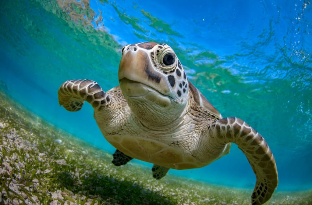 [Xiaoliuqiu Snorkeling Recommendation] You can snorkel and see sea turtles even if you don’t know how to swim! Selected 10 snorkeling shops in Xiaoliuqiu