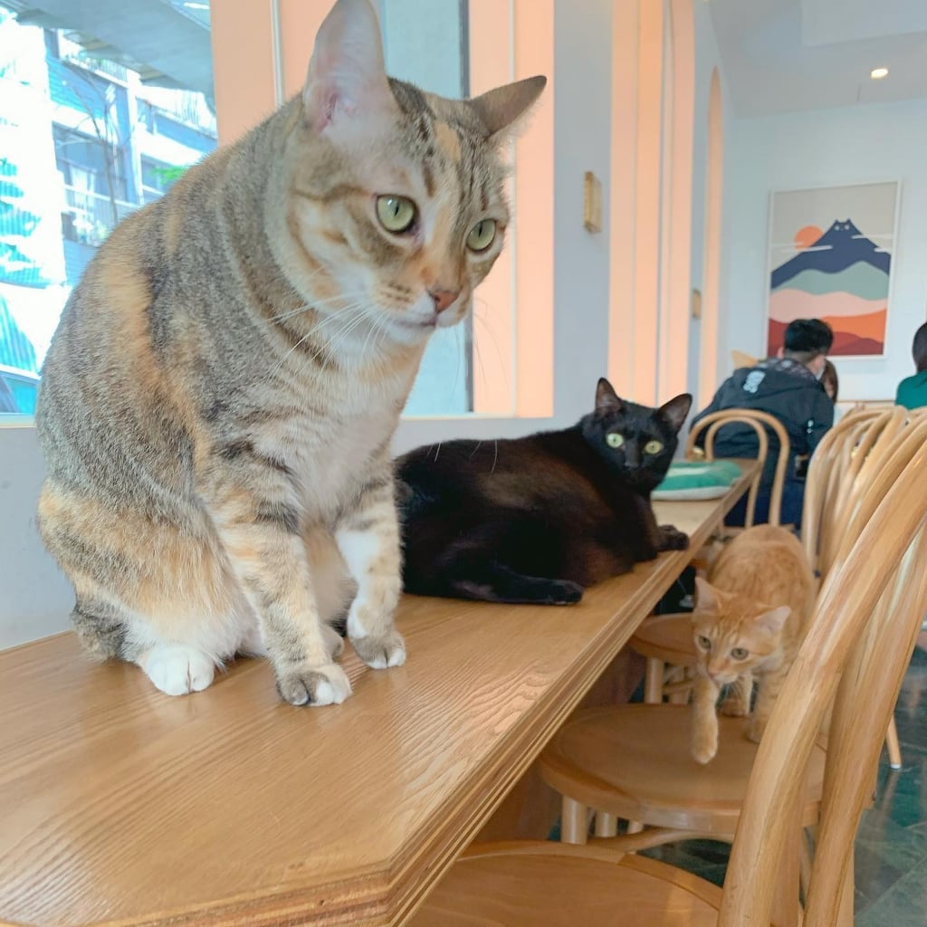 Kaohsiung Solo Travel Guide: Where Can You Go Alone? 10 Recommended Solo Activities in Kaohsiung Pet Cafe