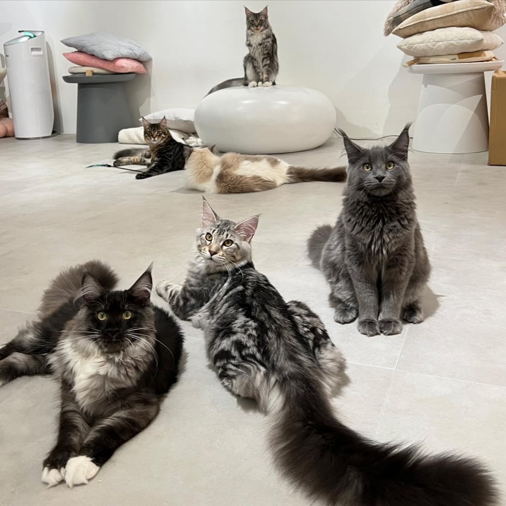 Recommended Pet Cafe in Shuangbei - Red玥 Maine Cat Lounge