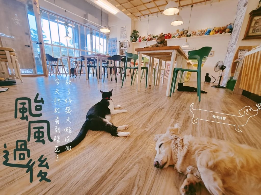 高雄貓咪咖啡廳推薦-勘熟所
