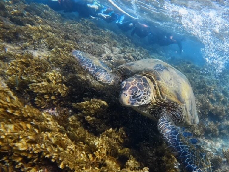 【小琉球兩天一夜懶人包】不用花費多少錢！小琉球兩天一夜自由行這樣玩