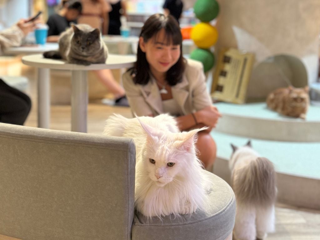 Taipei Couples' Ultimate Slacker Guide|Beat the Boredom with These 10 Lazy Date Ideas in Taipei! Pet Cafe