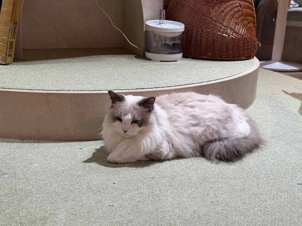 타이베이 고양이 카페-네코-커피-캣 지아-06