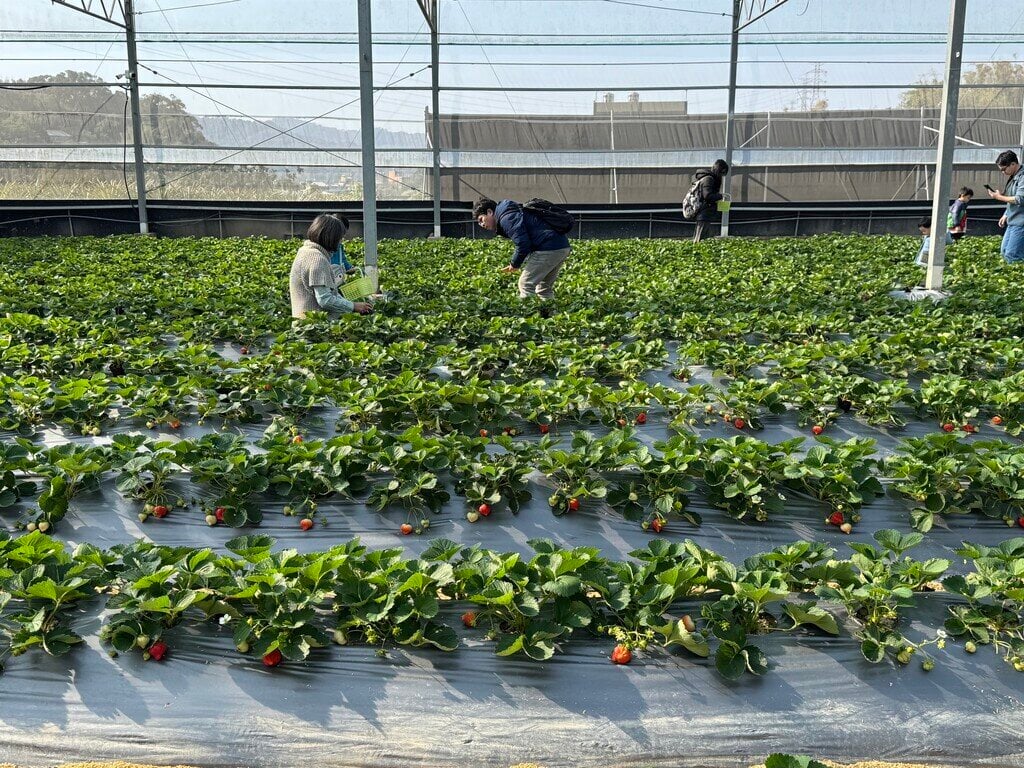 新竹採草莓_竹青亭有機草莓農場_2026-01-11_3