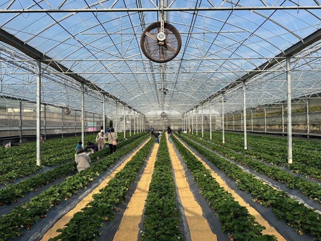 新竹採草莓_竹青亭有機草莓農場_2026-01-11_4