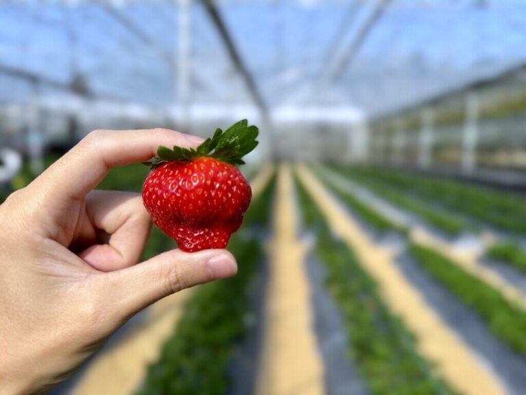 竹青亭有機草莓農場評價｜青農夫妻親力親為，有機認證草莓真的有差