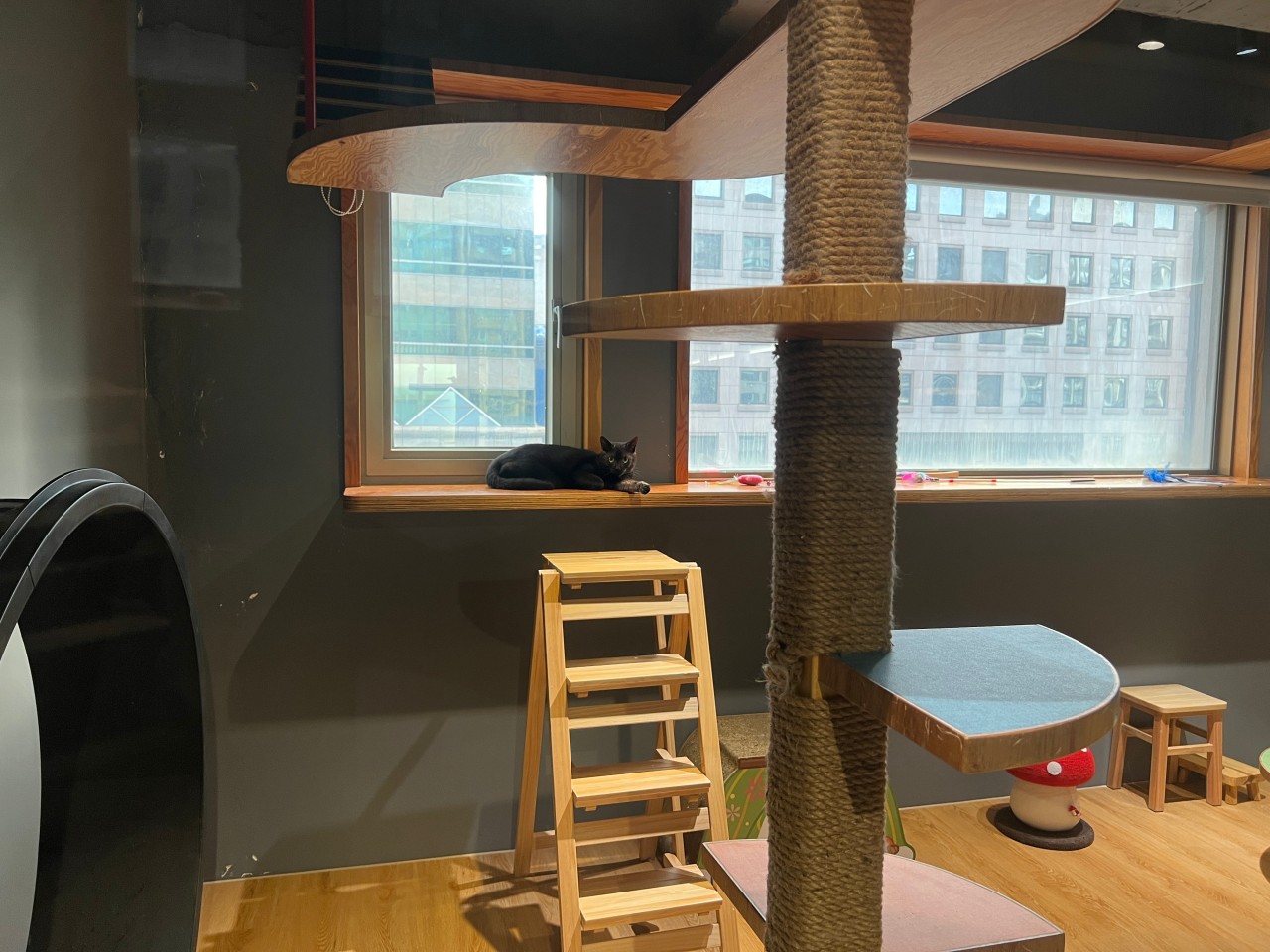寄居喵評價|信義區貓咪專屬住宿空間,全台首家綠裝修認證貓旅館 13 流程透明、細節到位,飼主與貓咪都安心