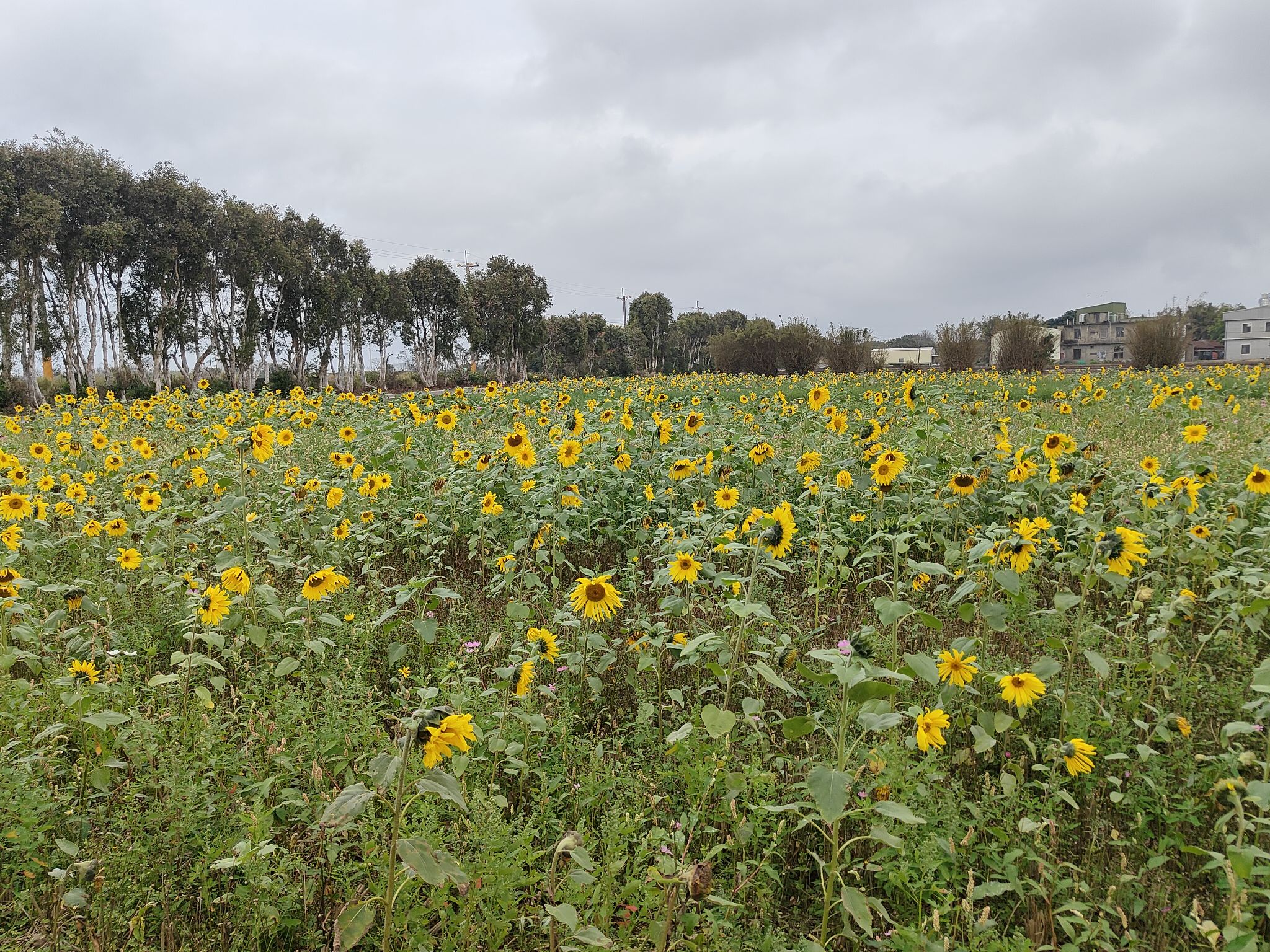 ひまわり畑体験、田園風景に溶け込むひととき