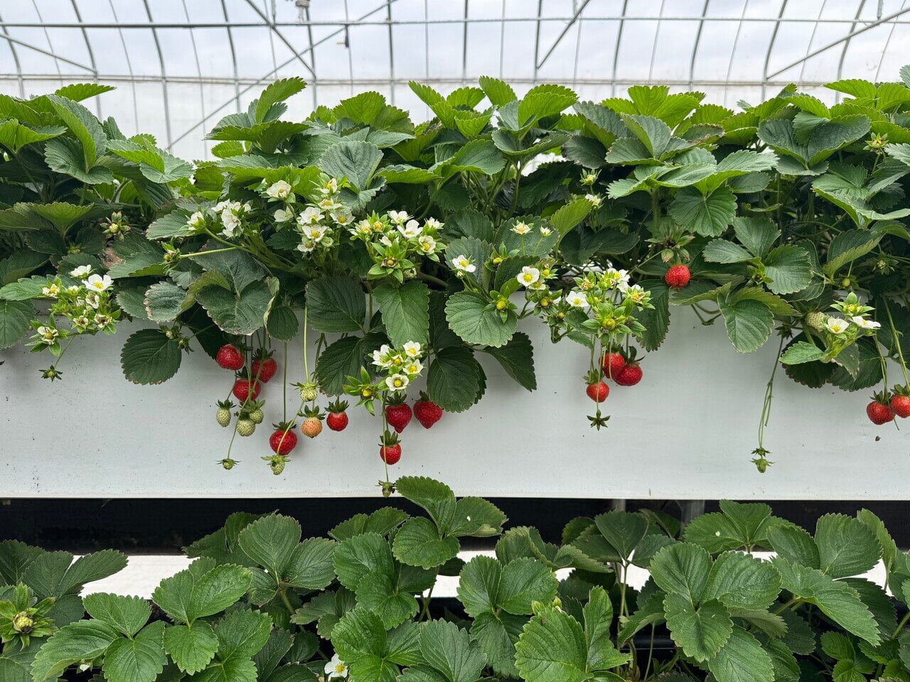 いちごの品種は主に香水いちごで、紅顔は糖度が高いのが特徴です。